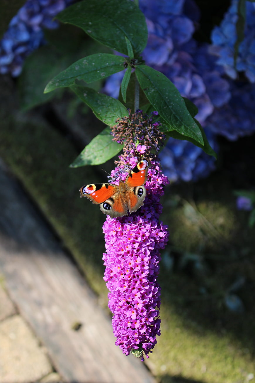 Peacock Butterfly on Purple Butterfly Bush Flower
