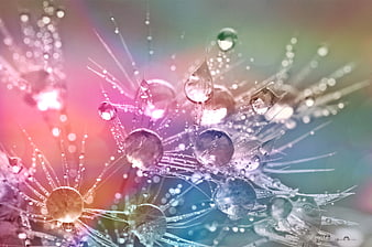 Macro water droplets on dandelion seeds with rainbow light