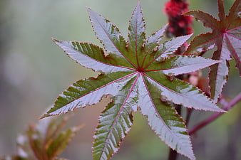 Close-up of Red and Green Castor Bean Leaf