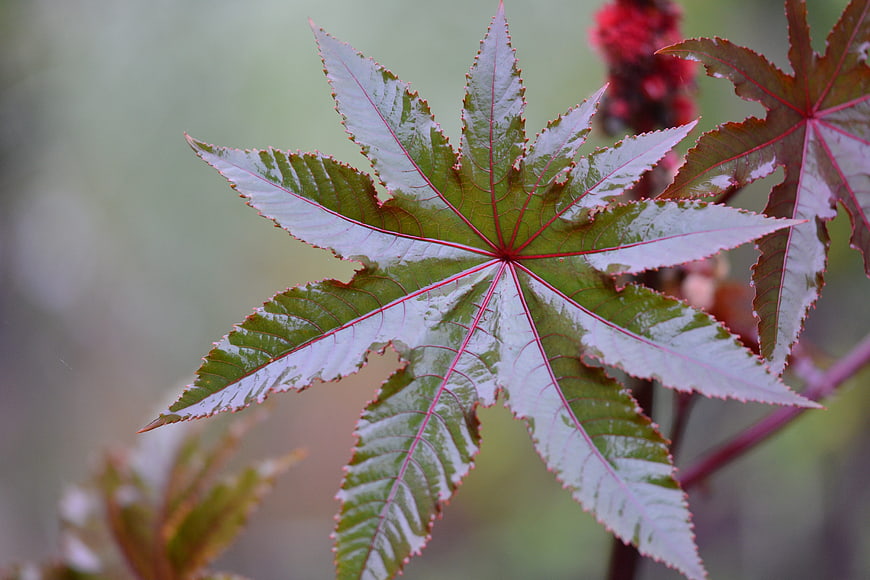 Close-up of Red and Green Castor Bean Leaf