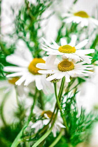 Close-up of white chamomile flowers with yellow centers and green stems