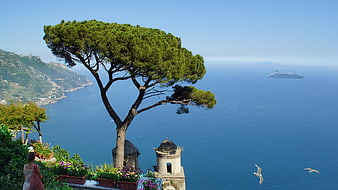 Mediterranean coastal landscape with pine tree and sea view