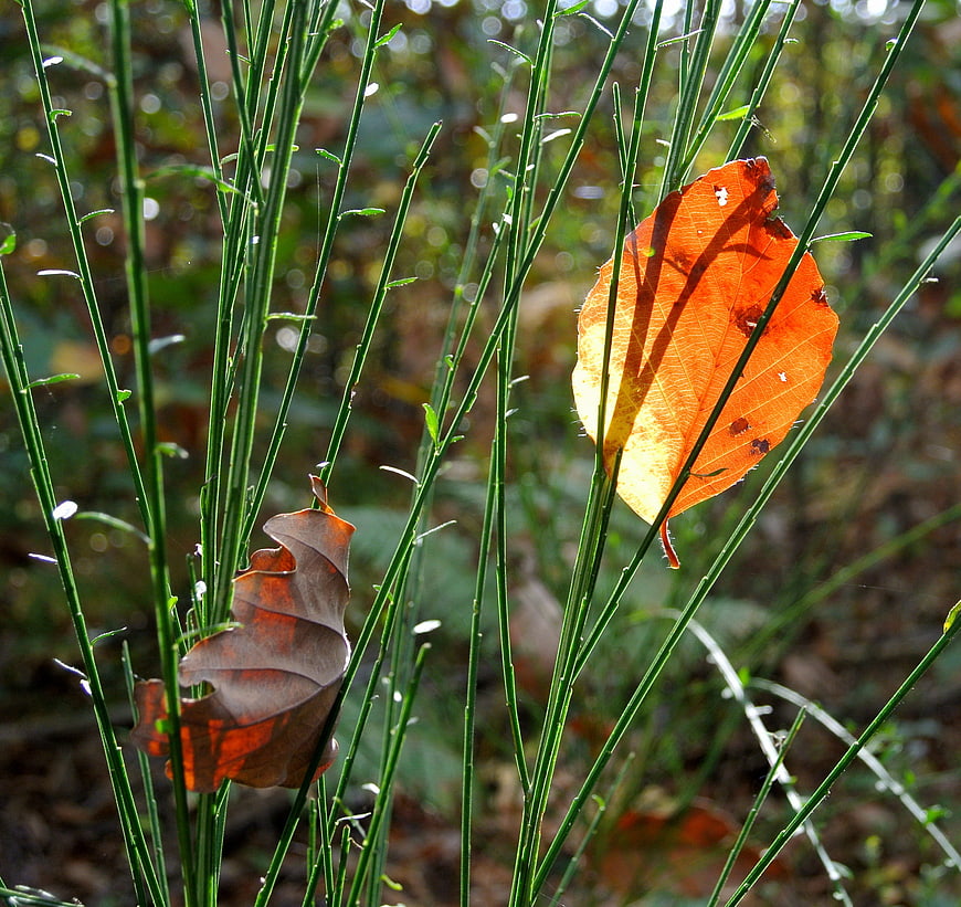 Backlit Orange Autumn Leaf Among Green Stems