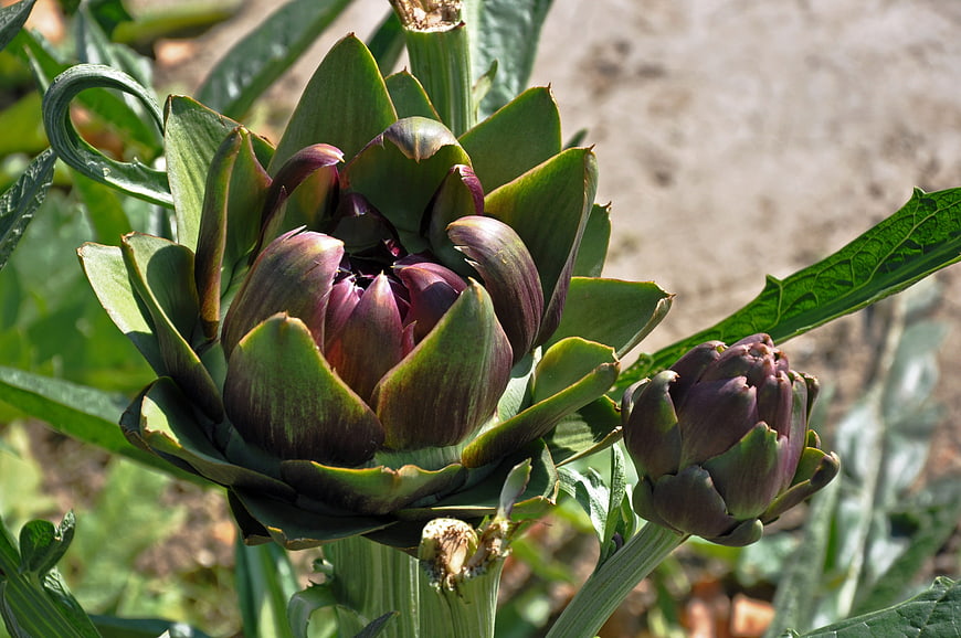 Fresh Artichoke Growing in Garden with Purple Tips