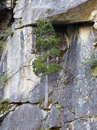 Resilient pine tree growing on vertical rock face