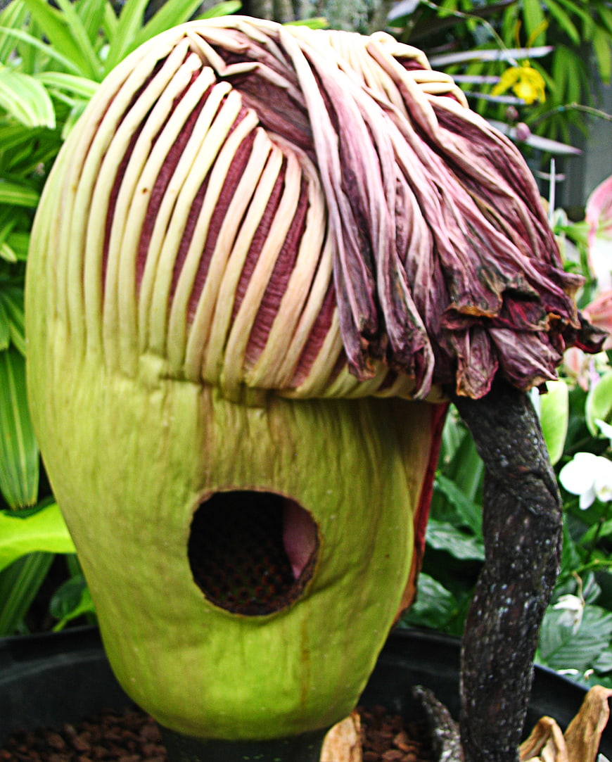 Close-up of unusual green seed pod with hole and purple fringe