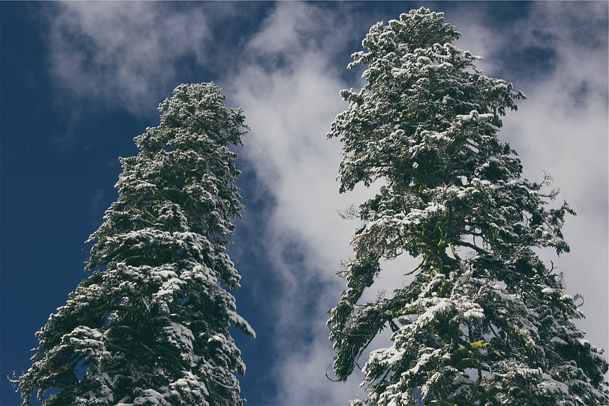Snow-Covered Evergreen Trees Against Blue Sky