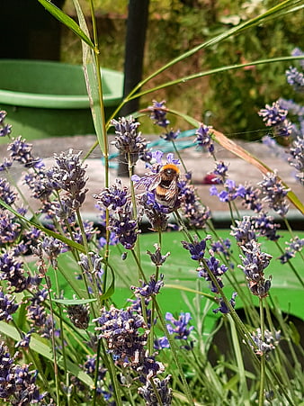 Bumblebee Pollinating Purple Lavender Flowers in Garden