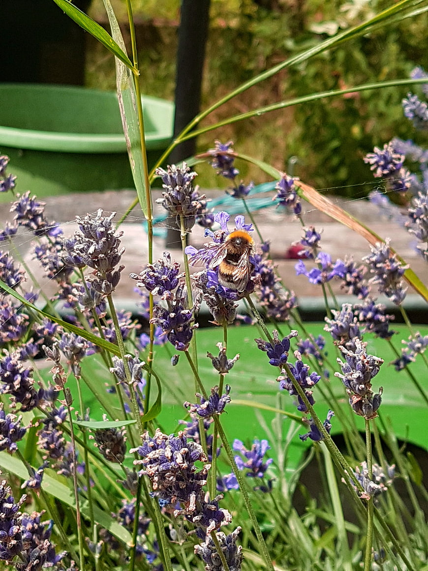 Bumblebee Pollinating Purple Lavender Flowers in Garden