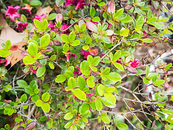 Close-up of vibrant green leaves and pink azalea blossoms