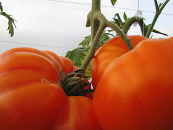 Close-up of ripe red tomatoes on the vine in a greenhouse