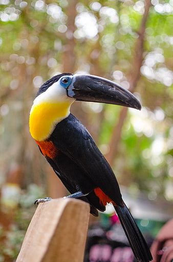 Close-up of a Colorful Toucan Perched on Wood