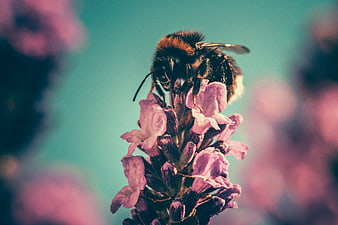 Close-up of a bumblebee on a pink flower