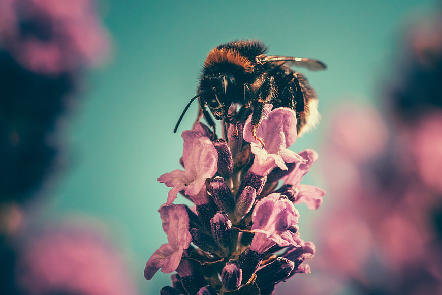 Close-up of a bumblebee on a pink flower