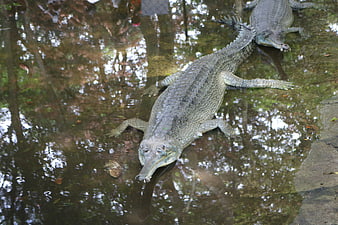 Gharial crocodile resting in shallow murky water