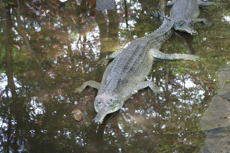 Gharial crocodile resting in shallow murky water