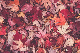 Colorful Autumn Maple Leaves Background Texture