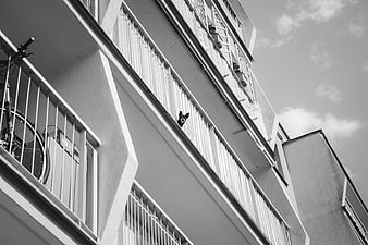 Black and white low angle view of apartment building with dog