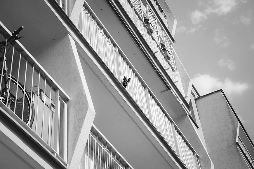 Black and white low angle view of apartment building with dog
