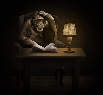 Chimpanzee reading book at desk with lamp