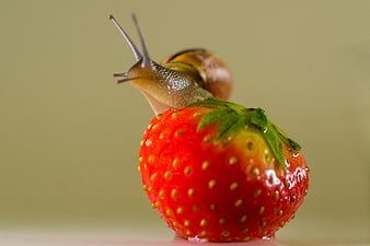 Close-up of a snail crawling on a fresh red strawberry