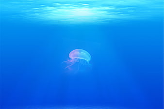 Lone Jellyfish Floating in Deep Blue Ocean Water