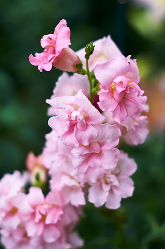 Close-up of delicate pink snapdragon flowers in bloom