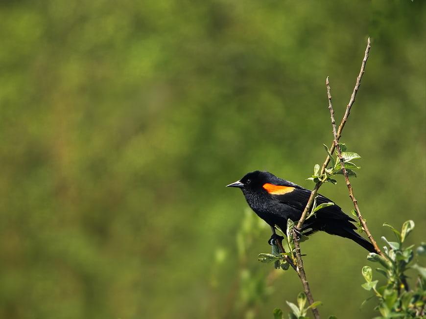 Red-winged Blackbird Perched on Branch with Green Background