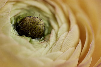 Macro Close-Up of Yellow Ranunculus Flower Center