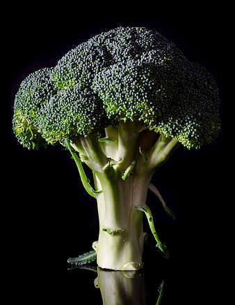 Fresh Broccoli Head Isolated on Black Background