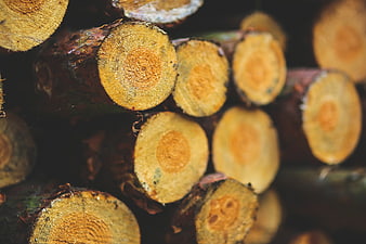 Close-up of stacked cut logs with visible wood grain