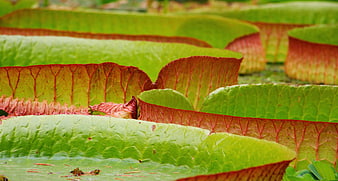 Giant Victoria Water Lily Leaves Floating on Pond