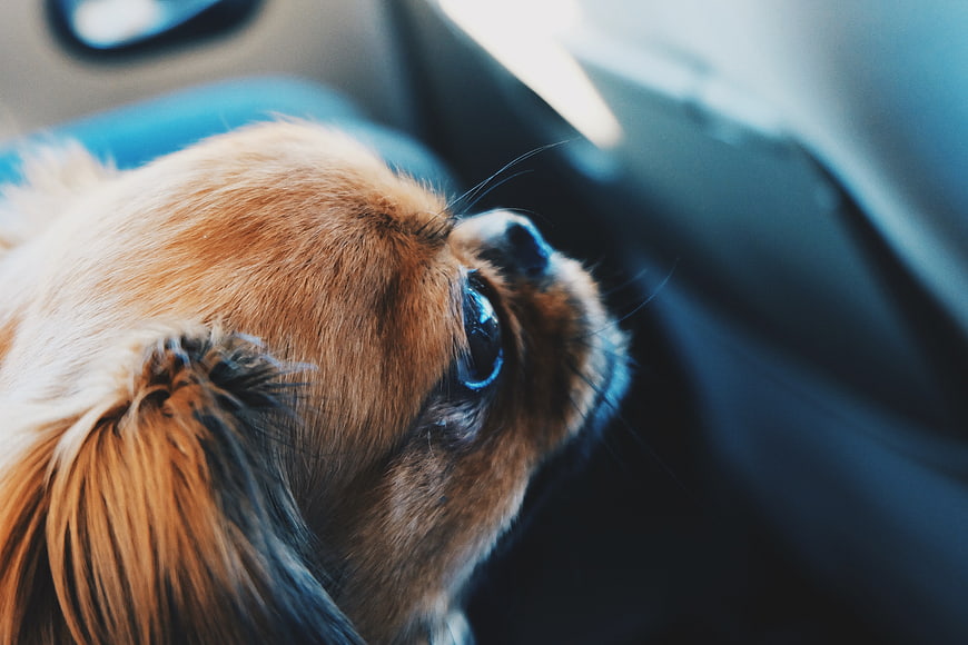 Close-up of a small brown dog looking up in a car
