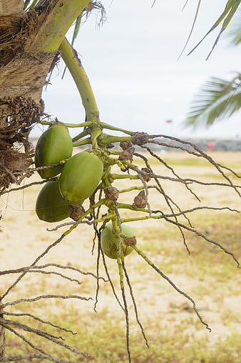 Green coconuts hanging from palm tree on beach
