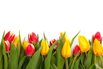 Red and Yellow Tulips on White Background