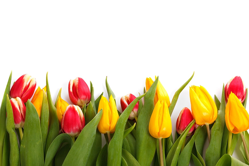 Red and Yellow Tulips on White Background