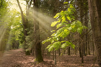 Sunbeams illuminating fresh green leaves in a forest path