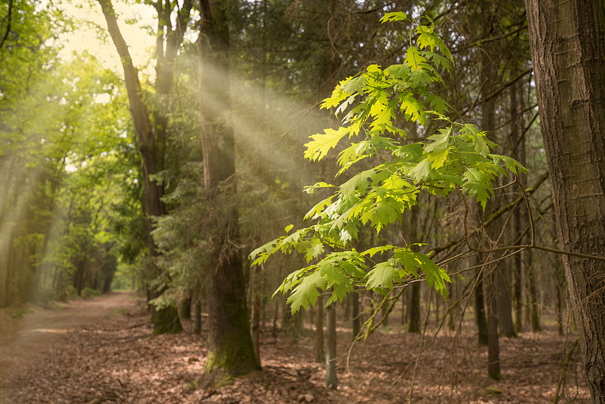 Sunbeams illuminating fresh green leaves in a forest path