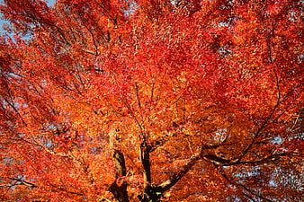 Vibrant Red Maple Tree Canopy in Autumn