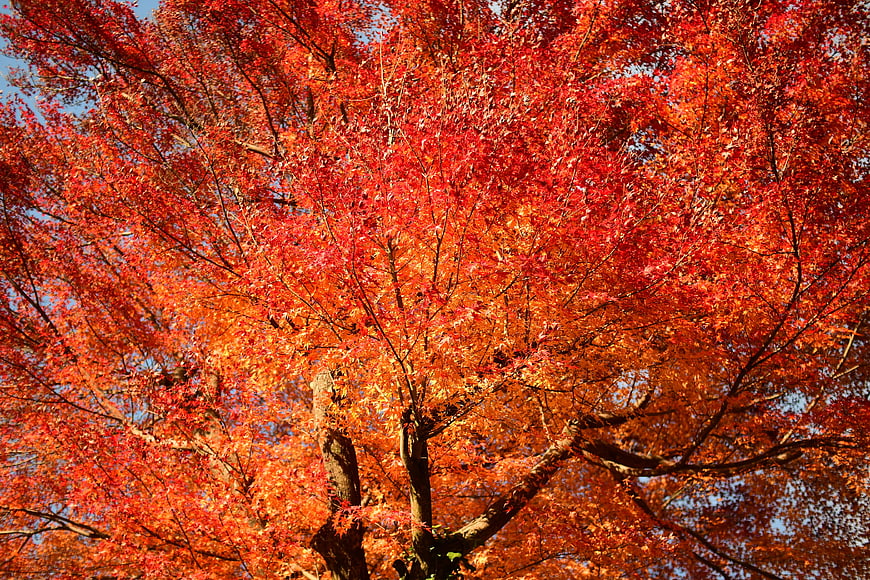 Vibrant Red Maple Tree Canopy in Autumn