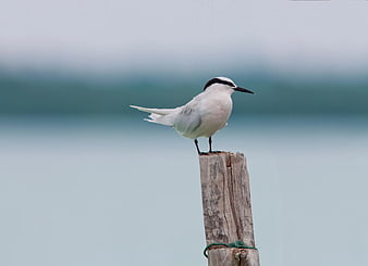 Arctic Tern perched on wooden post against blurred ocean background