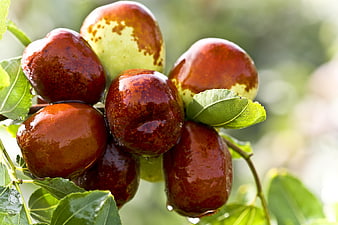 Ripe Red Dates Growing On A Tree Branch With Green Leaves