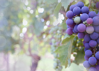 Close-up of ripe purple grapes on a vine with bokeh background