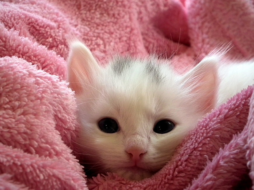 Cute white kitten wrapped in a fluffy pink blanket