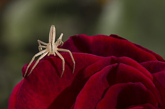 Close-up of a beige spider on a deep red rose petal