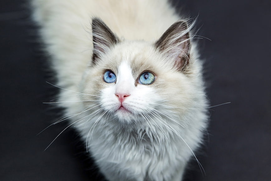Close-up portrait of a fluffy Ragdoll cat with striking blue eyes