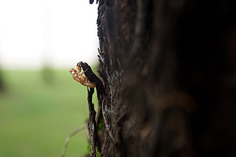 Cicada Shell on Tree Bark with Blurred Green Background
