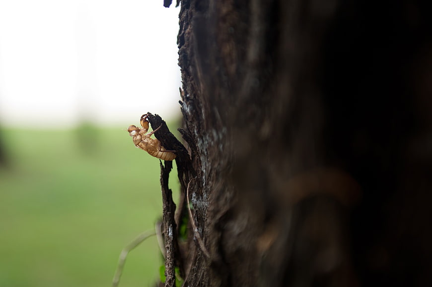 Cicada Shell on Tree Bark with Blurred Green Background