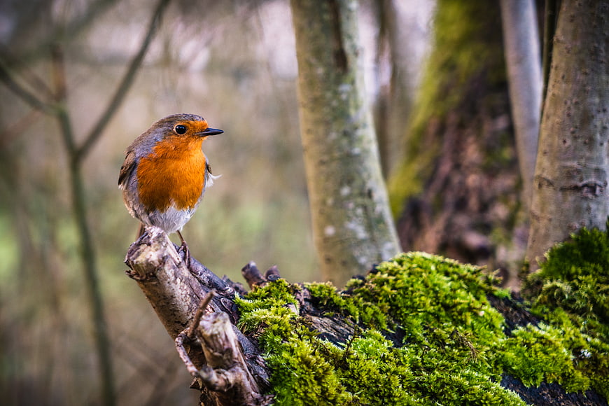 European Robin perched on mossy branch in forest