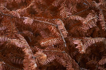 Close-up of brown pine needles and branches texture